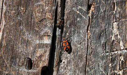 Ligei spotted bug on tree macro photography