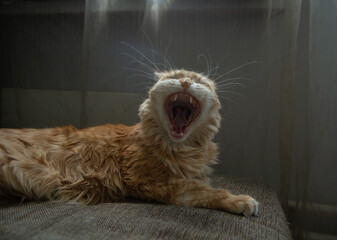 Fun yawning cat with opened mouth lying on the couch