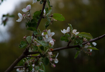 Branch with blooming white apple flowers in the park. Closeup nature. Portrait with natural lighting, untouched colors in evening sky blur background.