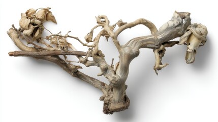 Dried Branch Sculpture with Flowers on White