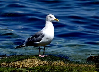 A black-tailed gull standing on a sandy beach near the sea in Korea. Captured in natural light, ideal for wildlife and coastal nature themes.

