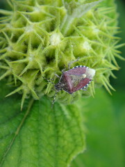 Hairy shield bug (Dolycoris baccarum), adult in spring and summer colours sitting on Turkish sage