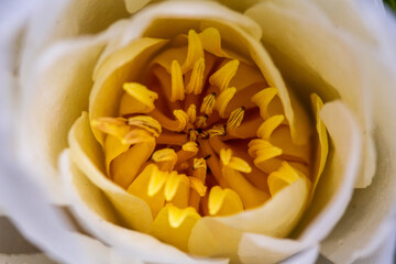 macro spinta di fiore di loto