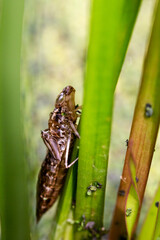 dettaglio di insetto allo stadio di crisalide