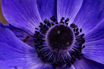 macro di anemone color viola