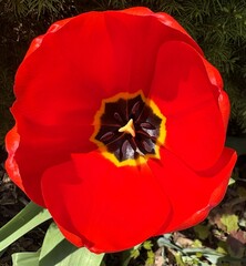 Extreme closeup of the inside of a tulip flower head showing the vibrant and intricate details of...