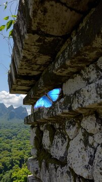 Papillon bleu volant pr&egrave;s d&rsquo;un mur de ruines anciennes dans la jungle

