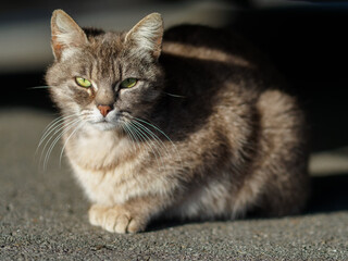 Gatito callejero tomando el sol con una firmada felina con sus ojos verdes