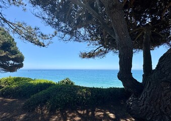 Pine trees over California Bluff