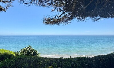 Pine trees over California Bluff