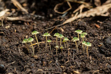 A close up of a group of small mushrooms with green caps growing in dark soil in a garden setting