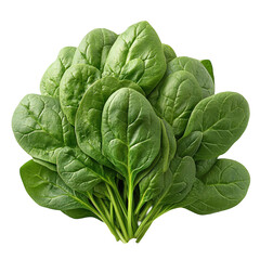 Fresh spinach leaves for healthy eating and cooking ingredient concept on transparent background
