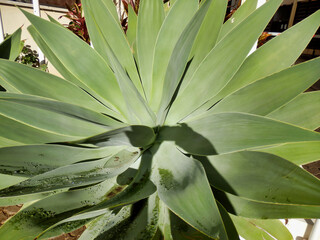 Giant Agave plant growing on the Island of Madeira
