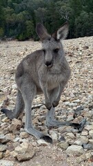 A close-up portrait of a curious kangaroo standing upright on rocky ground in Australian bushland. Perfect for wildlife, travel, and nature themes, showcasing unique Australian fauna.