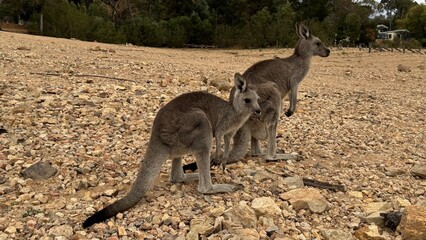 A close-up portrait of a curious kangaroos standing upright on rocky ground in Australian bushland. Perfect for wildlife, travel, and nature themes, showcasing unique Australian fauna.