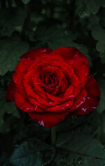 red rose with water droplets