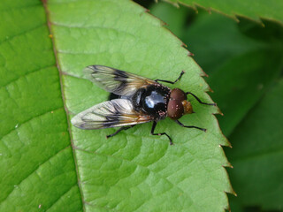 The pellucid fly (Volucella pellucens), male sitting on a rose leaf
