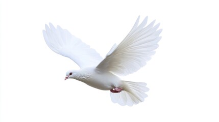 Obraz premium Serenity in Flight: A Symbol of Peace, The Graceful White Dove on Clear Sky