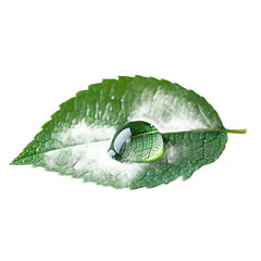 Water drop on leaf macro photography nature fresh dew droplet closeup plant on transparent background