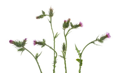 Set thistle flower isolated on white, Carduus crispus	