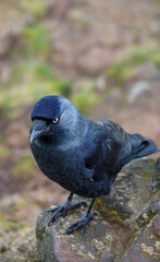 A dark jackdaw, member of the crow family, stands alert on the summit of Arthur's Seat in Edinburgh, its pale eye contrasting with its sleek plumage against the blurred hues of the Scottish landscape