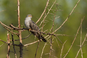 common cuckoo