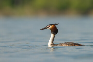 great crested grebe