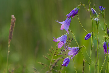 rambling bellflower