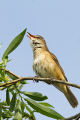 great reed warbler