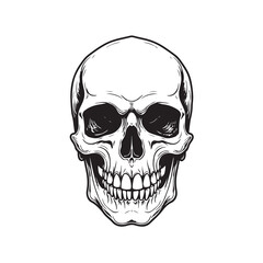 Fototapeta premium Hand drawn human skull on white background. Design element for poster