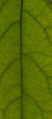 Close-up view of a green leaf showcasing intricate natural vein patterns