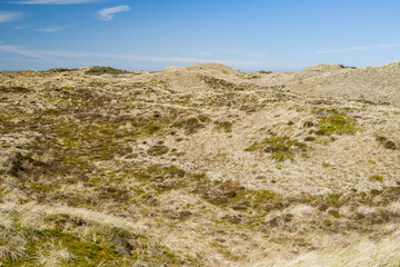 dune landscape in denmark