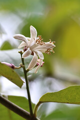 Delicate orange blossoms with vibrant green leaves captured in soft, natural light. The gentle floral scene evokes freshness, springtime, and the subtle beauty of citrus trees in bloom.