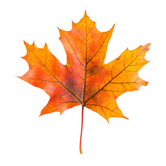 Naklejka premium Vibrant Autumn Maple Leaf Isolated on Transparent Background