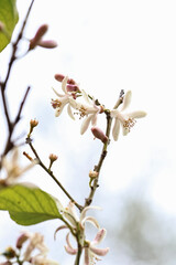Delicate orange blossoms with vibrant green leaves captured in soft, natural light. The gentle floral scene evokes freshness, springtime, and the subtle beauty of citrus trees in bloom.