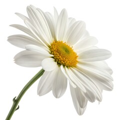 Naklejka premium Close-Up of Daisy Flower on White Background