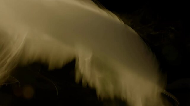 Swirling white smoke plume against black background for abstract art, magic, paranormal or haze concept visuals.