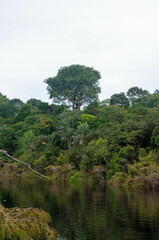 Obraz premium Amazonia Rain Forest