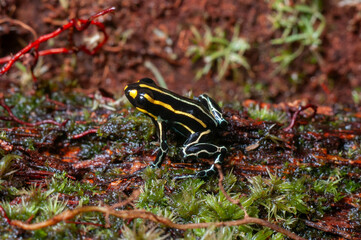 Poisonous Dart Frog