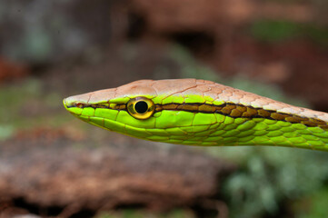 Vine Snake close up