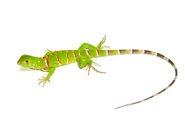Iguana