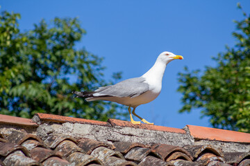 A beautiful seagull standing on a rooftop