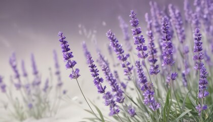 Delicate lavender blossoms, vibrant purple hues against pure white , studio shot, macro