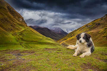 Pies na tle lodowca Shkhara, widok z Uszguli, Swanetia, Gruzja Dog with Shkhara Glacier in the background, view from Ushguli, Svaneti, Georgia © IZABELA