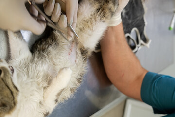 
Concept of veterinary treatment, surgery. Close-up of suture removal in a modern veterinary clinic from a young cat after sterilization surgery.