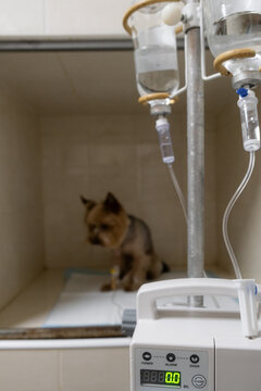 A small dog receiving an IV drip in a modern veterinary hospital. Concept: intensive care, veterinary treatment, advanced animal healthcare.