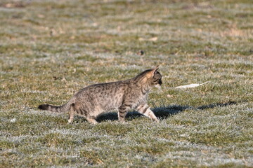 cat on the hunt