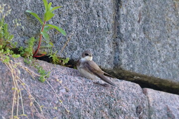 sand martin