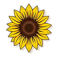 sunflower vector illustration