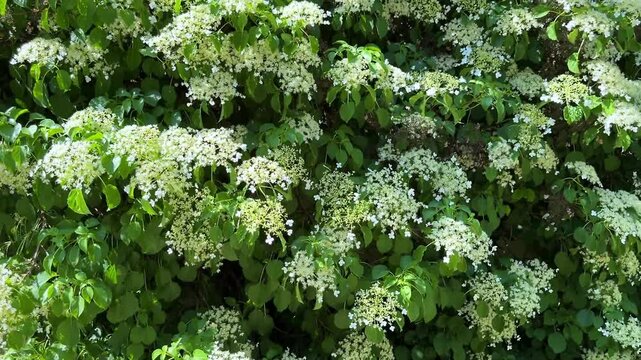 Blooming climbing hydrangea  clusters of small white flowers in summer garden